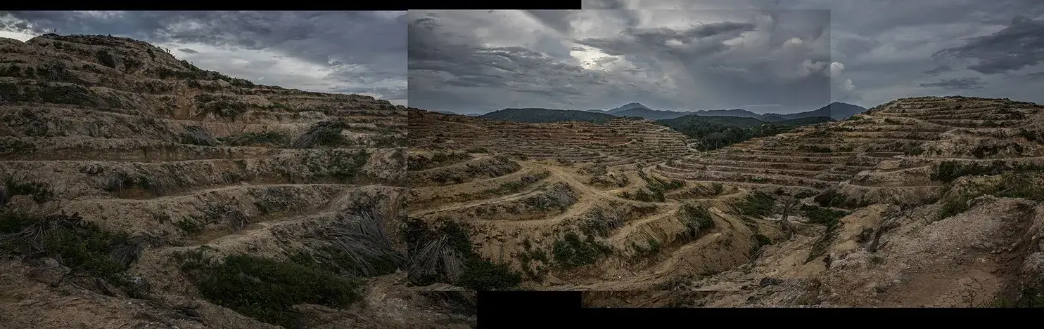 Less than a generation ago, this land was a tropical rainforest and the Batek's territory since time immemorial. The thin tropical top soil immediately washes away, revealing a ruined landscape that will only support the oil palm trees with heavy use of chemical fertilizer, which washes into rivers. Image by James Whitlow Delano. Malaysia, 2019.