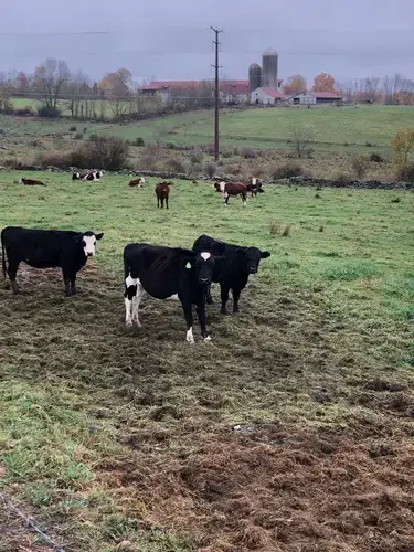 Wayne County farm. Image by Jordan Wolman. United States, 2020.<br />