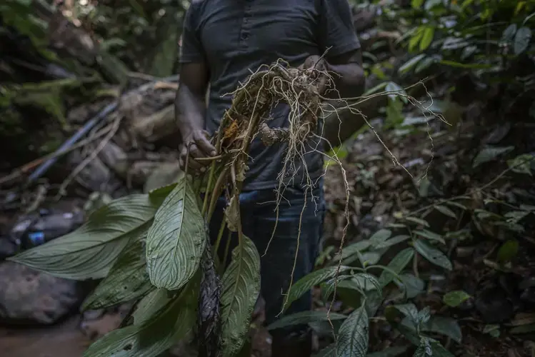 Li, a Batek villager, holds a medicinal herb, called “Pokok Baung,” just above the water source along the Tonduk River. After breaking off the root, the plant was replanted into the forest to regenerate. This was an area where the Batek would find medicinal plants, but since it has been logged, those plants died without the protective forest canopy filtering out the strong rays of the equatorial sun. Image by James Whitlow Delano. Malaysia, 2019.