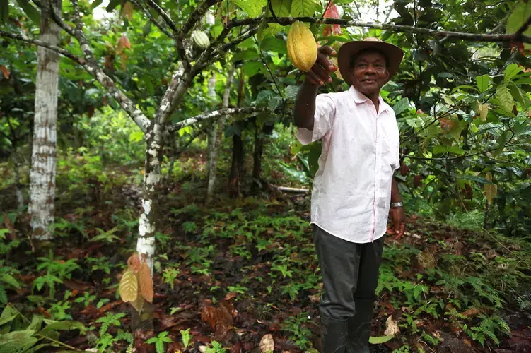 José Palacios stands by a cacao tree on his property in Guarandó, a small river community in the western Chocó department of Colombia. Image by Verónica Zaragovia. Colombia, 2018.