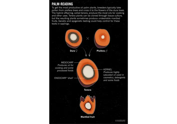 Image courtesy of Nature.