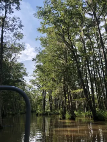 Honey Island Swamp