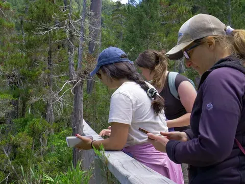 Victoria Campopiano, Josefina Lohrmann y Marina Arbetman y otros investigadores alertaron en 2013 sobre el avance del Bombus terrestris y su impacto sobre el abejorro patagónico; además de competir por recursos, el invasor puede transmitir parásitos, hongos y virus a las especies nativas