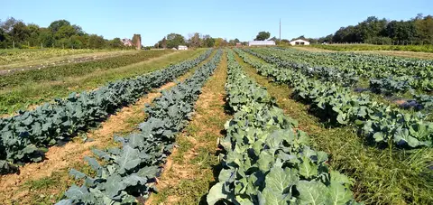 Rows of leafy greens on a farm.