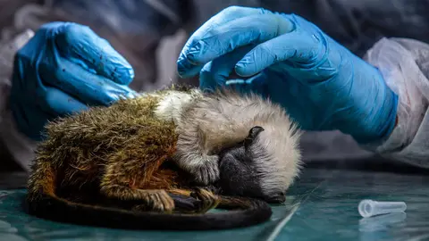 Someone in blue gloves draws blood from a pied tamarin.