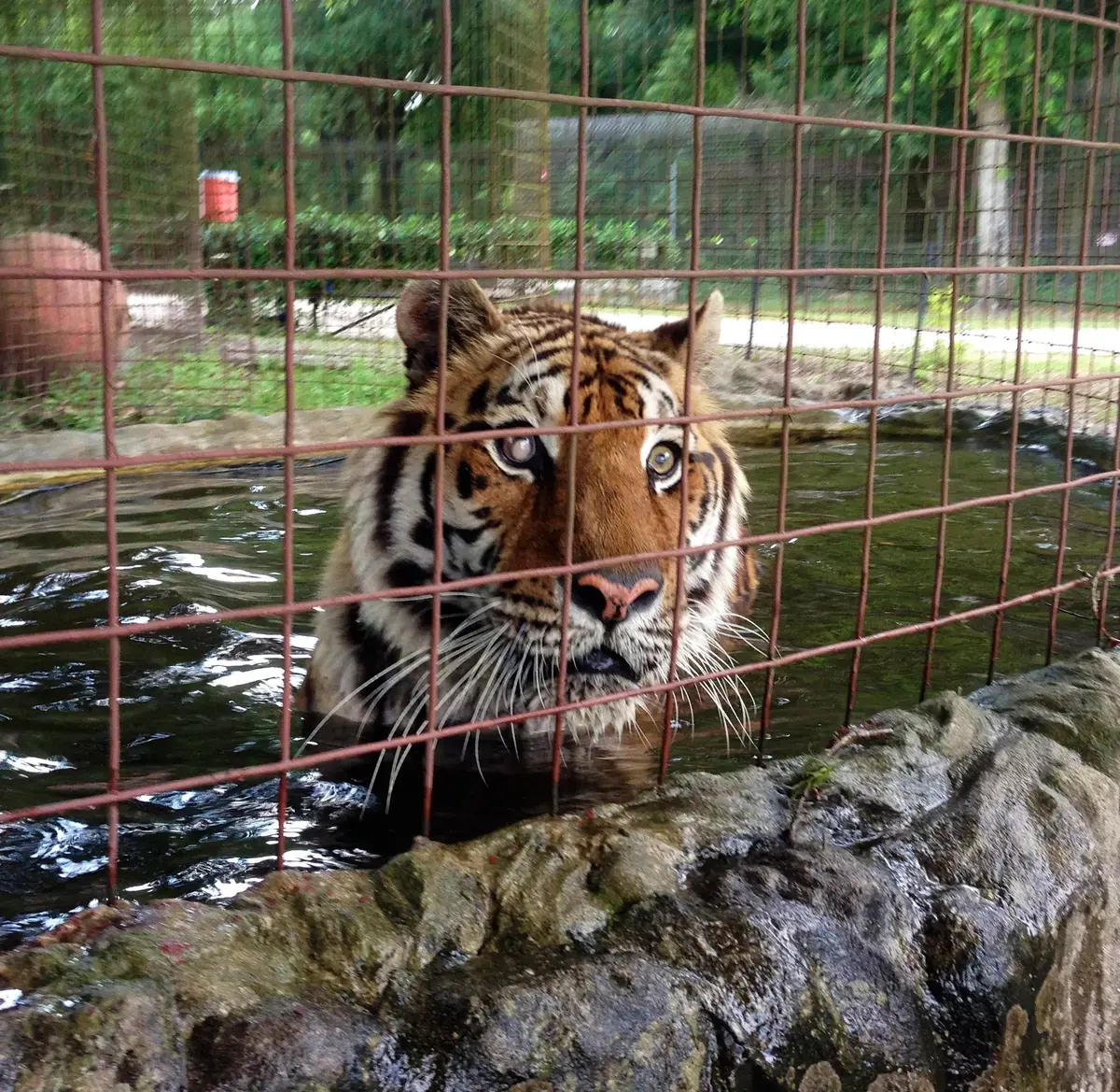 White tiger cubs die at zoo from suspected COVID-19 - CGTN