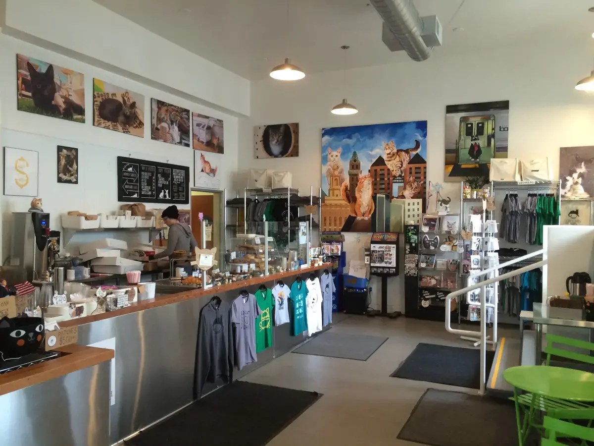 US Cat Cafes Grow in Popularity Pulitzer Center US Cat Cafes Grow in Popularity Pulitzer Center
