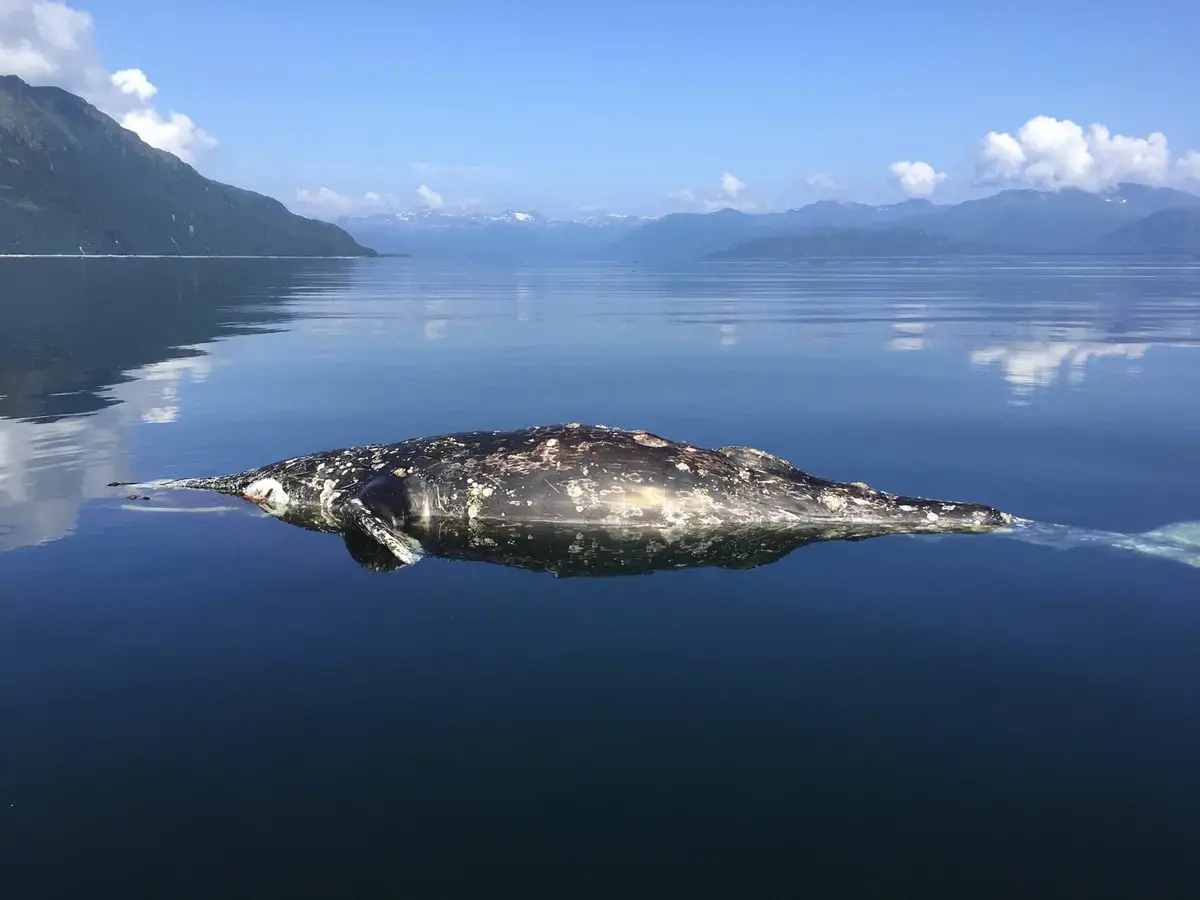 Why Are Birds and Seals Starving in a Bering Sea Full of Fish? | Pulitzer Center Why Are Birds and Seals Starving in a Bering Sea Full of Fish? | Pulitzer Center