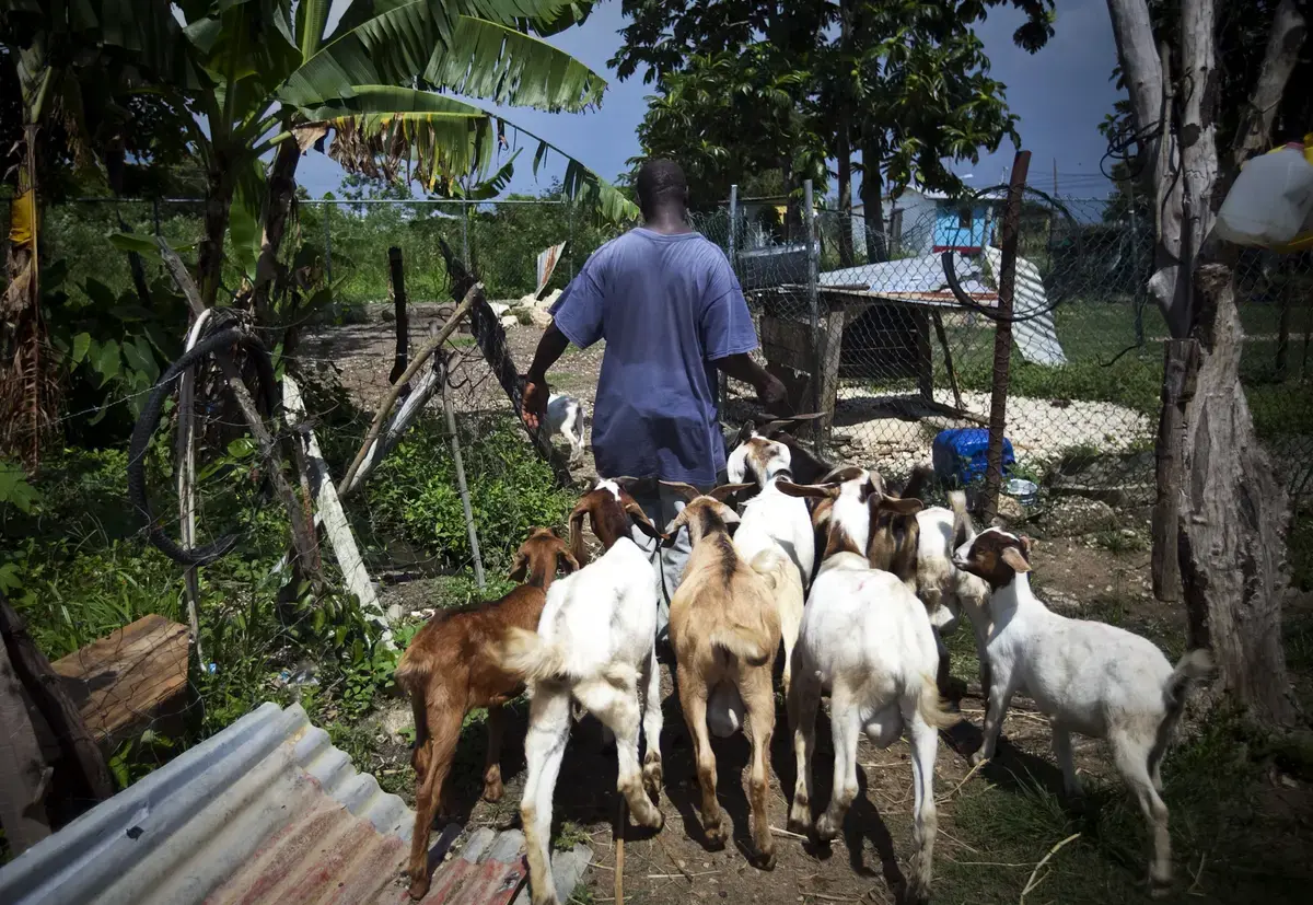 A Sweet Flavor Goat Farming in Jamaica Pulitzer Center
