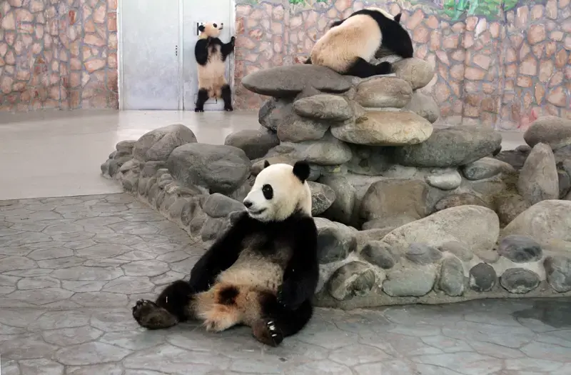 giant panda habitat destruction