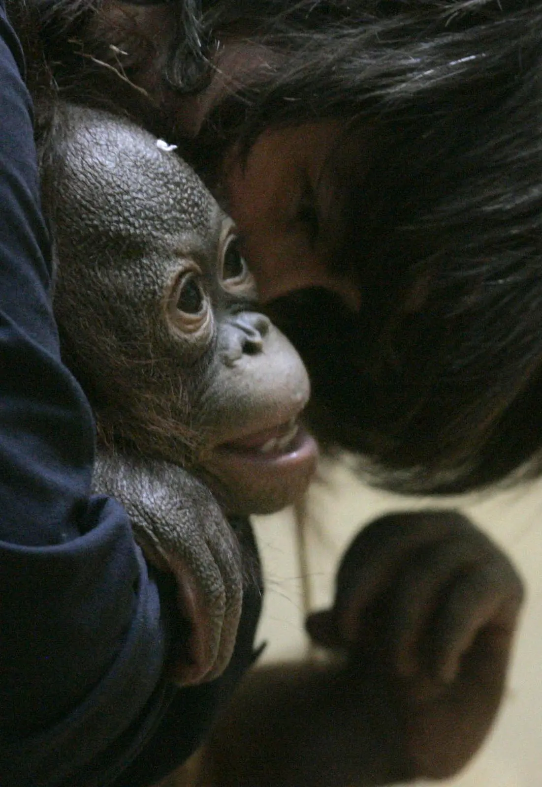 De Brazza's Monkey Born at the Zoo - Milwaukee County Zoo