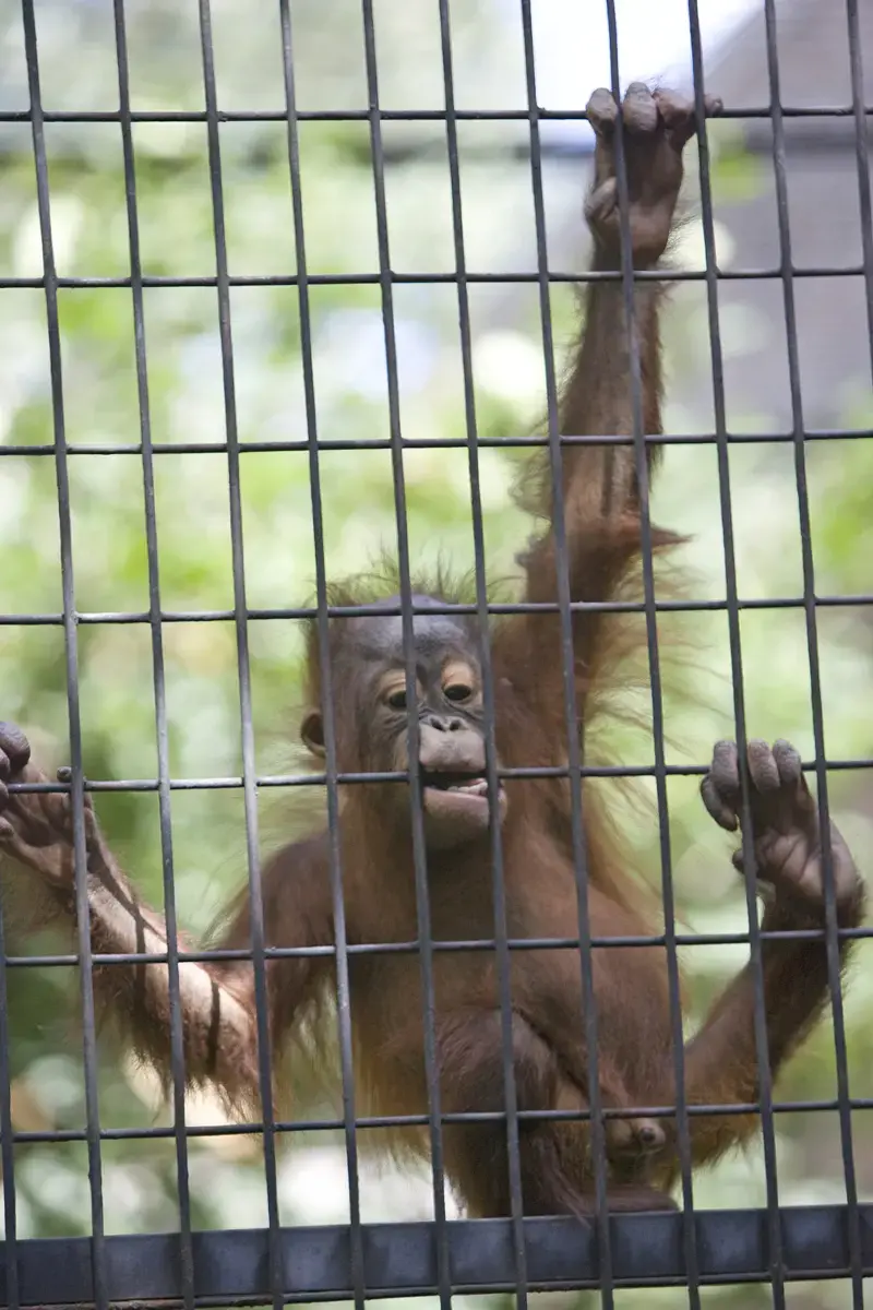 Primates of the World Archives - Milwaukee County Zoo