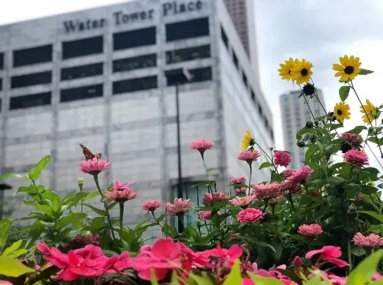 Chicago greenery. Image by Reema Dhawan and Diego Madriz. United States, 2018.