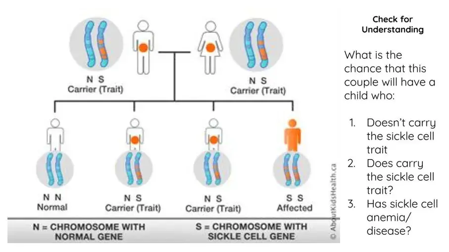 Understanding check for intro to sickle cell. Image courtesy of Nicole Clark. United States, 2020.