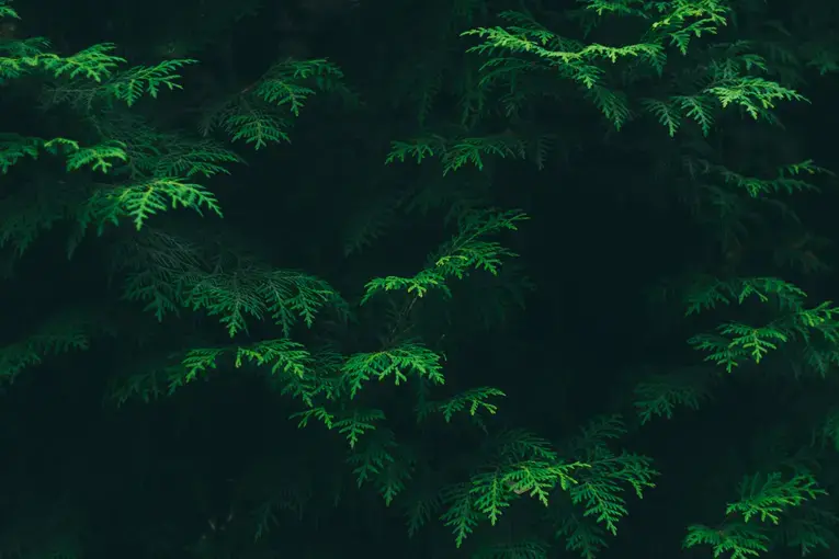 A close up of dark green leaves on a tree.