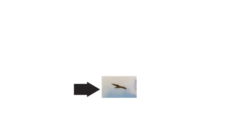 A food chain that shows an arrow pointing to a hawk.