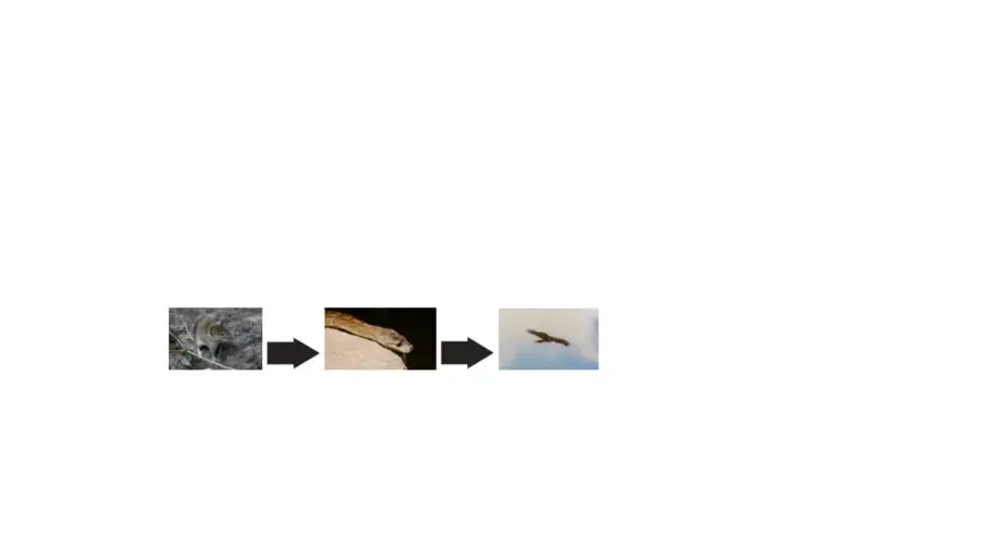 A food chain showing a mouse, snake, then hawk.