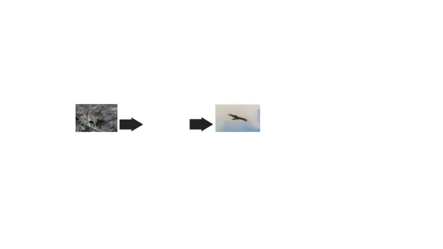 A food chain showing a mouse and a hawk. In between the mouse and the hawk is a blank space where the snake should be.