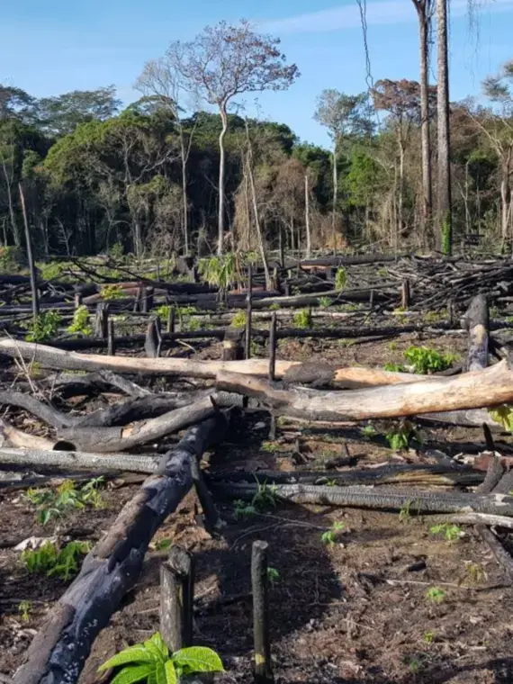 Deforestation in the : Causes, Reflections, and Solutions