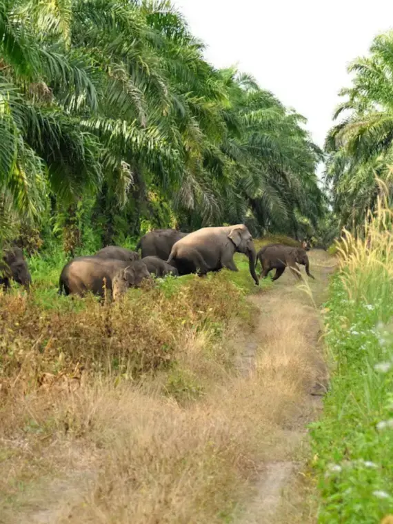 The Homeless Giants: Forest Loss and the Fate of Sumatran Elephants ...