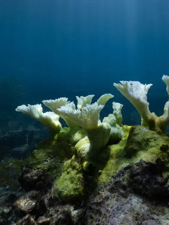 The Uncertain Future of America’s Most Iconic Coral Reef | Pulitzer Center