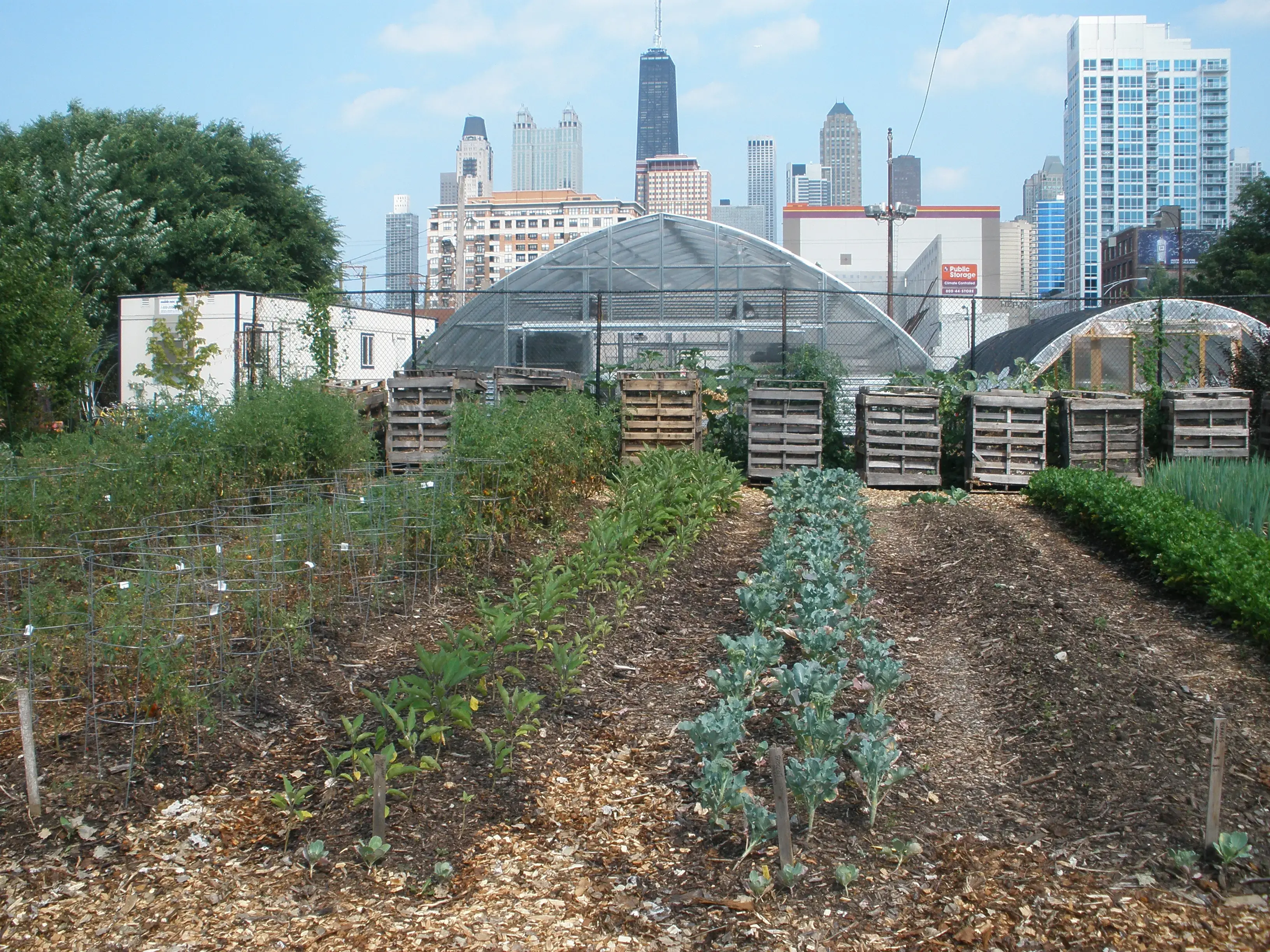 Vegetables grow in the shadow of the city’s iconic skyline at Chicago Lights Urban Farm, where hoop dreams have given way to hoop houses. Image by Roger Thurow. Chicago, 2013. Media file: 2013-08-21_22.23.49.jpg