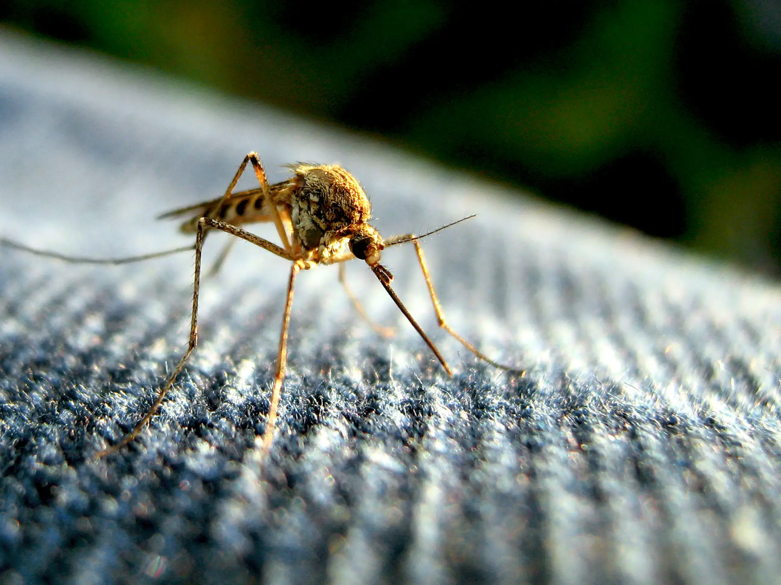 The debate over whether or not to test genetically-modified mosquitoes has reached a fever pitch in Key West. Image courtesy Tom / Flickr. 2010. The debate over whether or not to test genetically-modified mosquitoes has reached a fever pitch in Key West. Image by Tom/Flickr. 2010.
