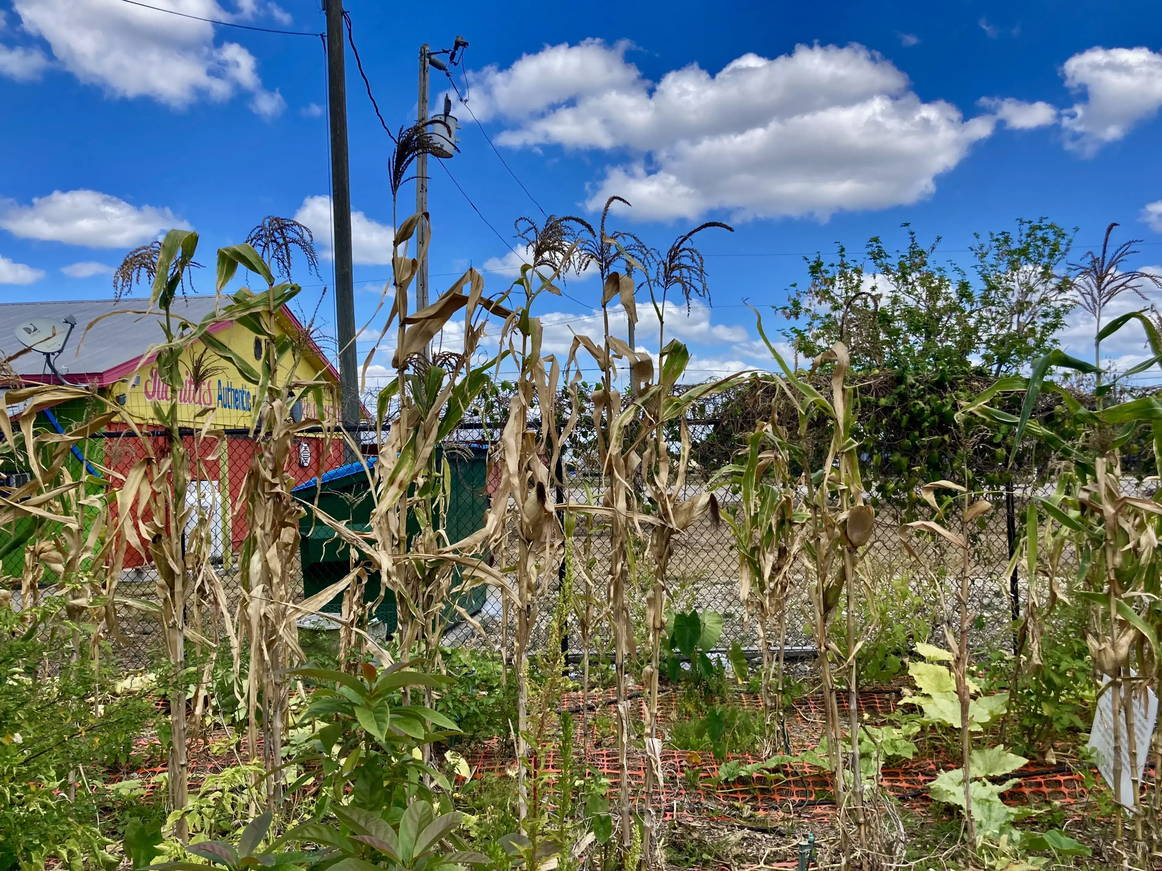 Cultivate Abundance Community Garden