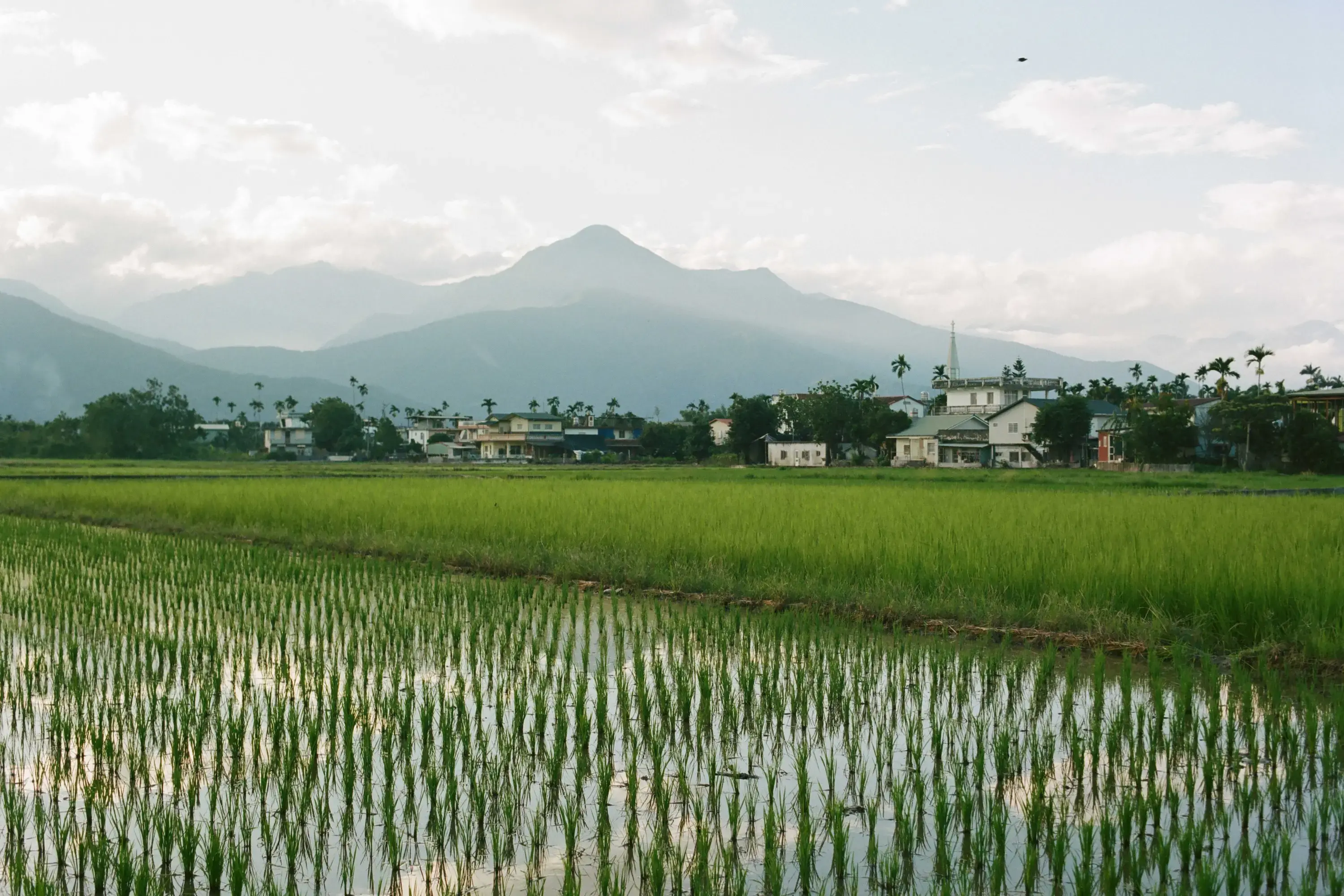 A view of Fata’an village, Taiwan, from behind, looking toward the central mountains.