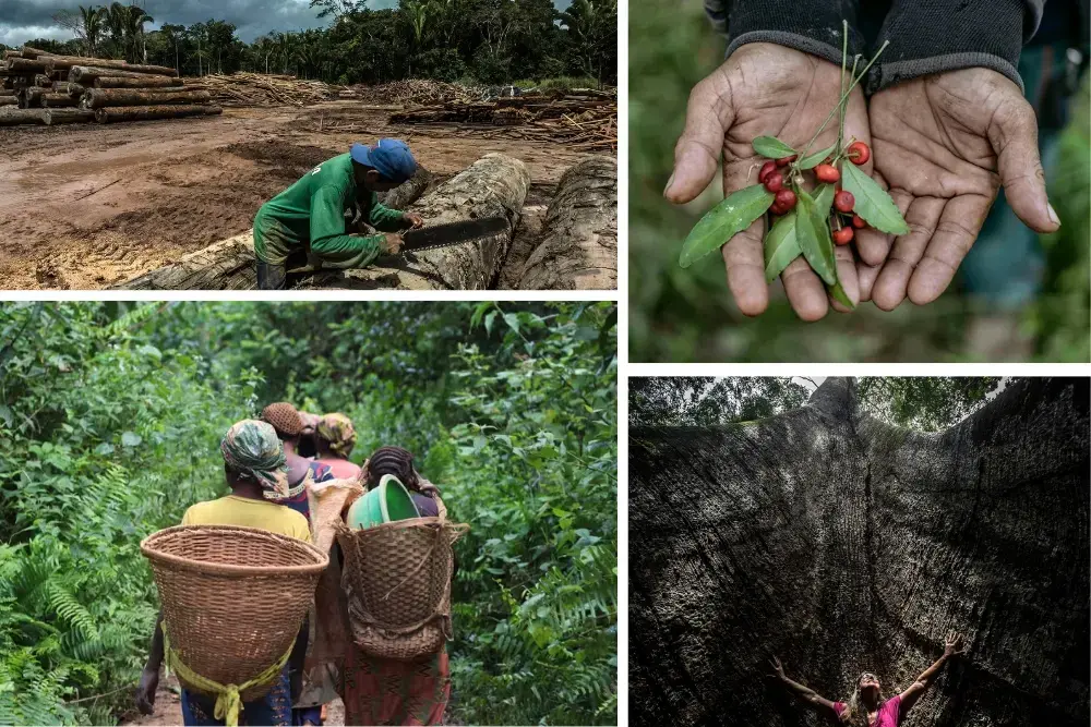 Collage of images of rainforests