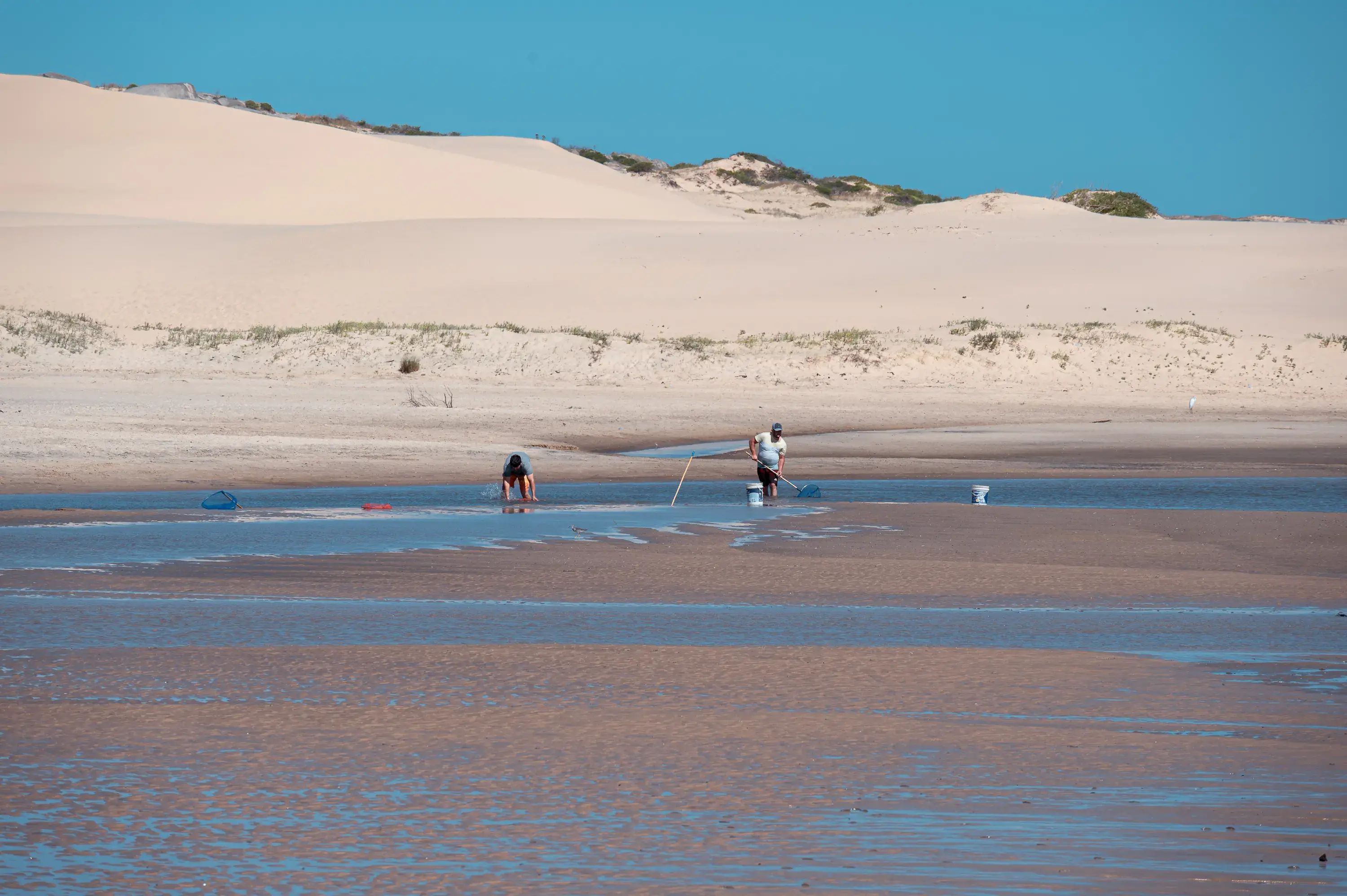 At the base of a sand dune, people crouch over a puddled sand bar with buckets and fishing nets.