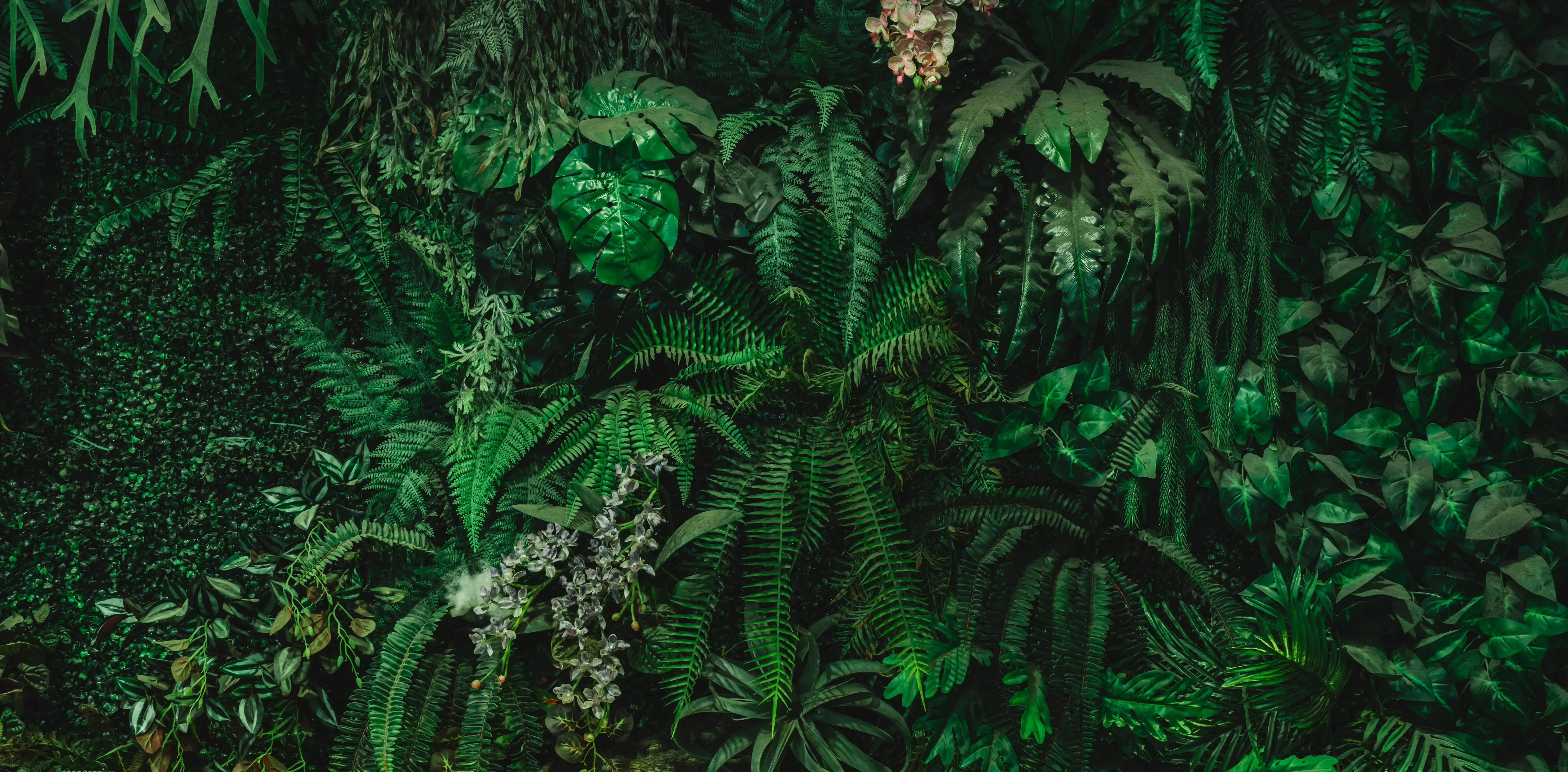 (rainforest(thumbnail)