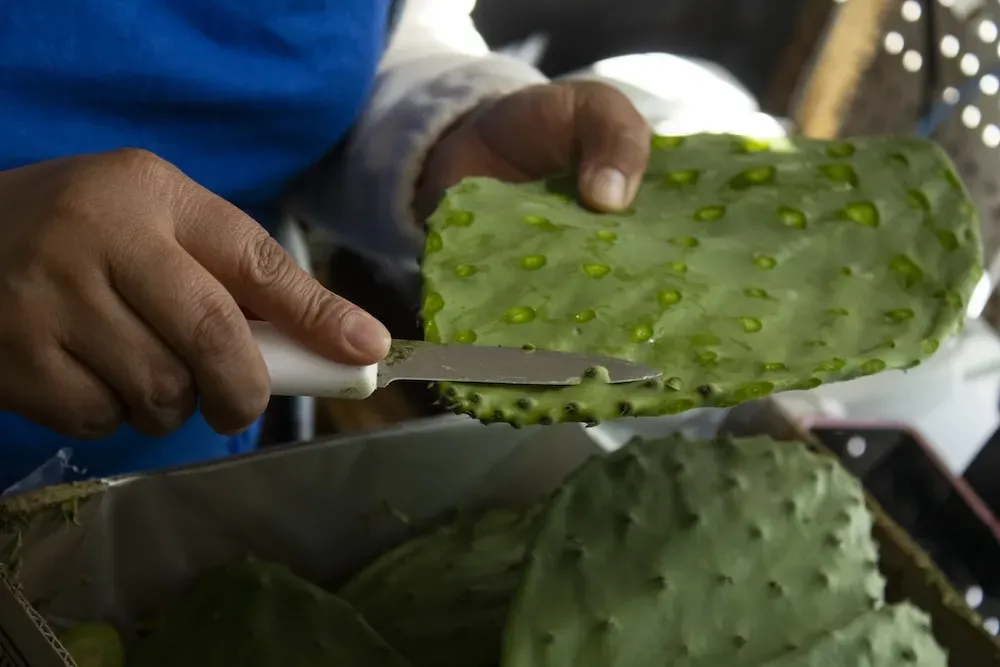 A person uses a knife to trim spines from a large cladode.