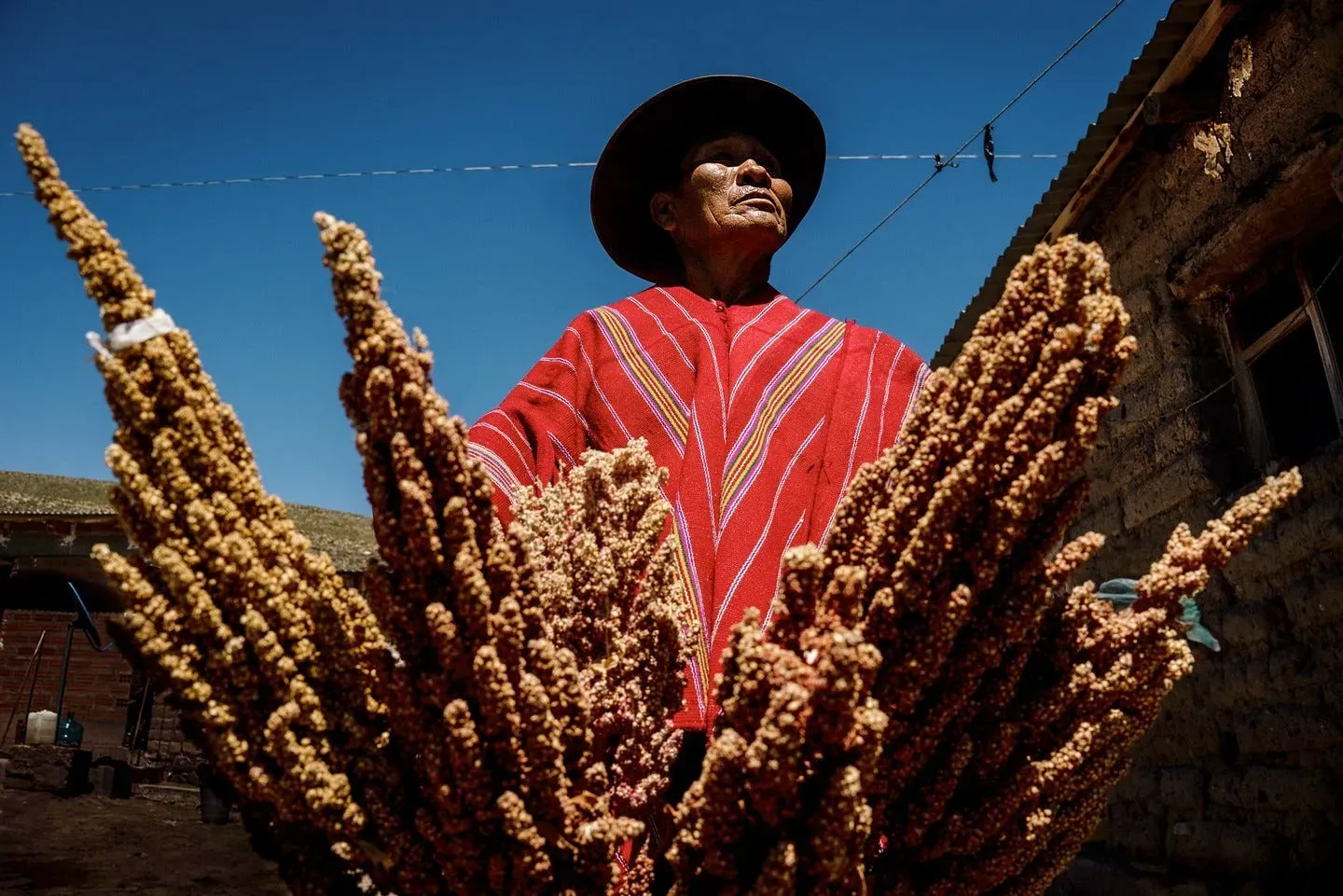 a view looking upwards at a woman and grains of quinoa against the blue sky in Bolivia