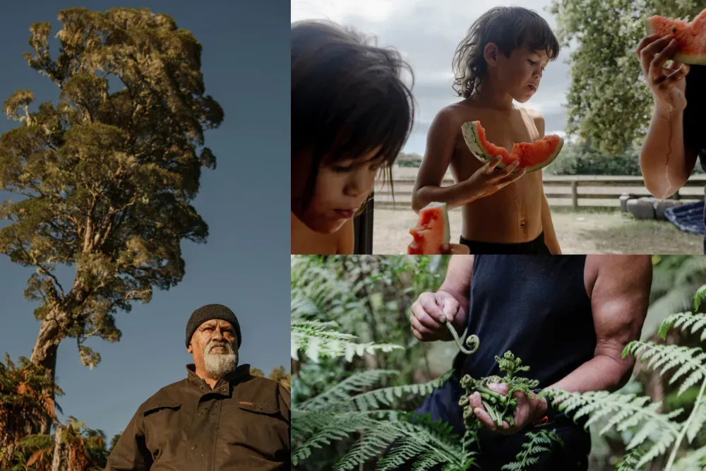 Left: 62-year-old Te Taute Wharepouri Taiepa, of Ngāti Whare and Tūhoe, is dwarfed by a rātā tree at Maungapōhatu. Right, top: Puretu Teepa and his sister, Mia, in foreground, eat watermelon at home in Ruatoki. Right, bottom: John Rangikapua Teepa gathers pikopiko, edible fern fronds, near his home. Once a dietary staple, these traditional foods are now considered delicacies among Tūhoe elders. Images by Tatsiana Chypsanava. New Zealand, 2025.