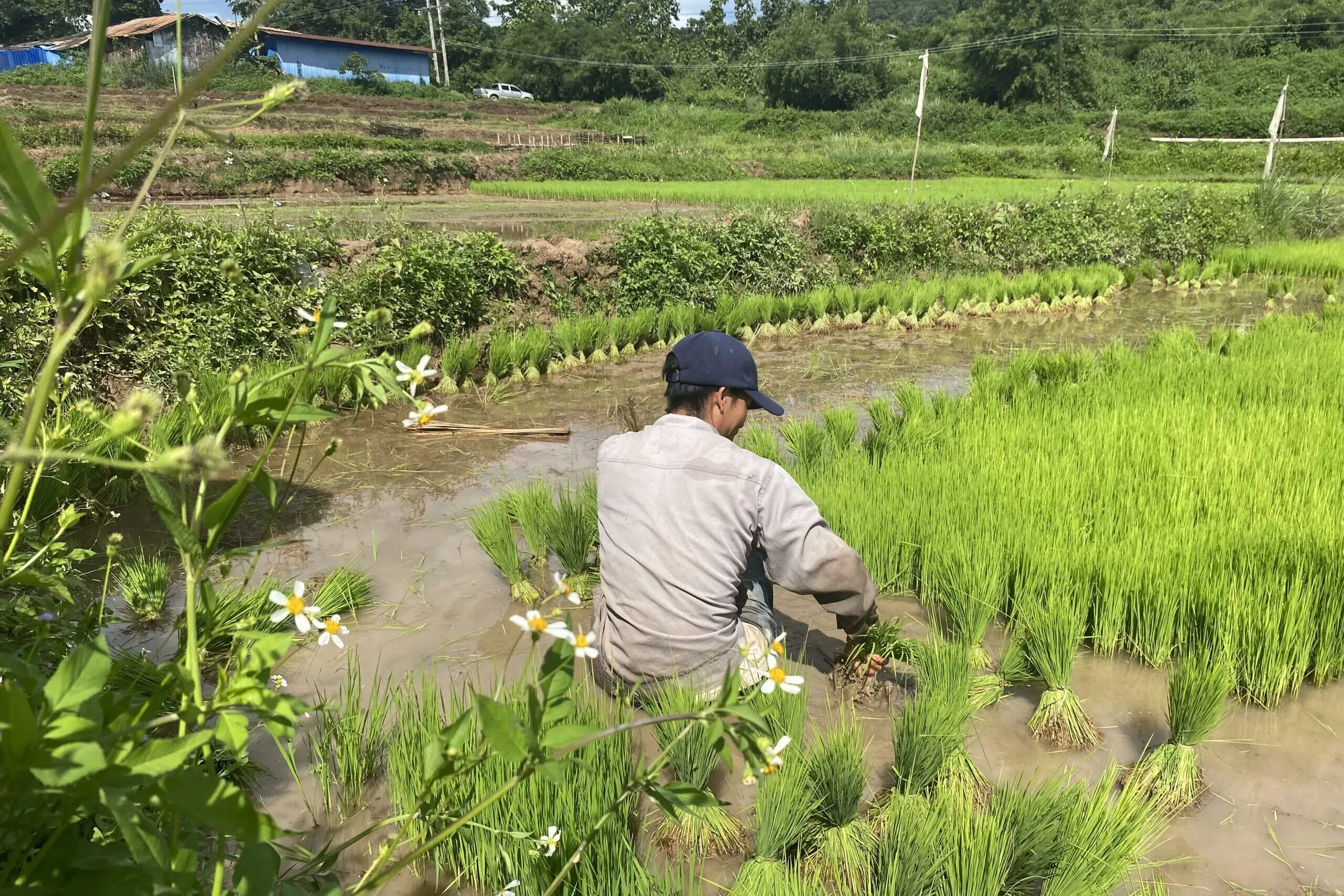 A farmer sits in a rice paddy