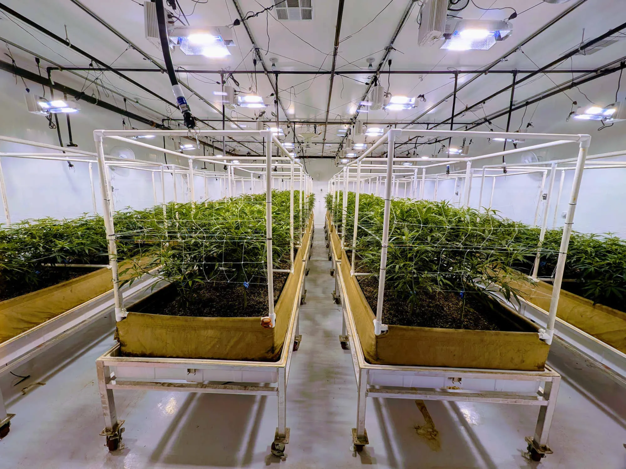 The plants are moved to soil at 2 weeks, and then again into their permanent, specially prepared soil beds at 8 weeks. Shown here, the plants have just begun to flower.