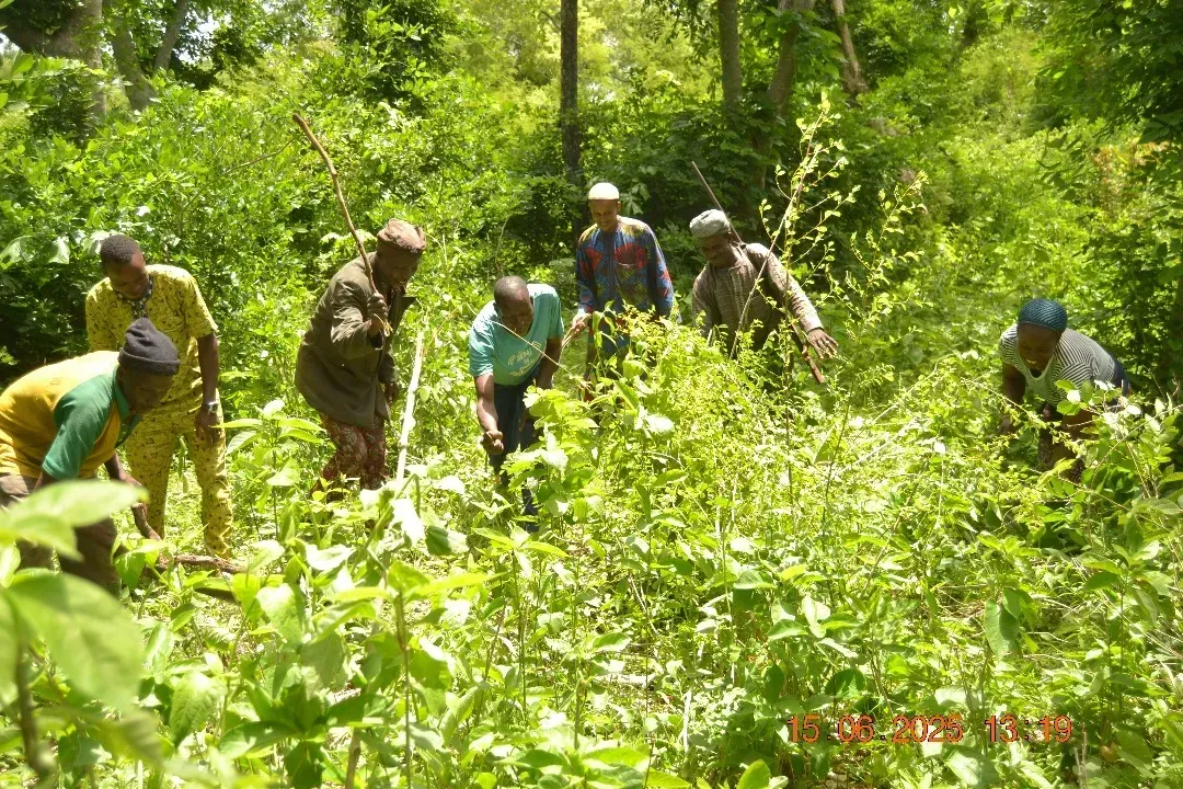 People walking through wooded area