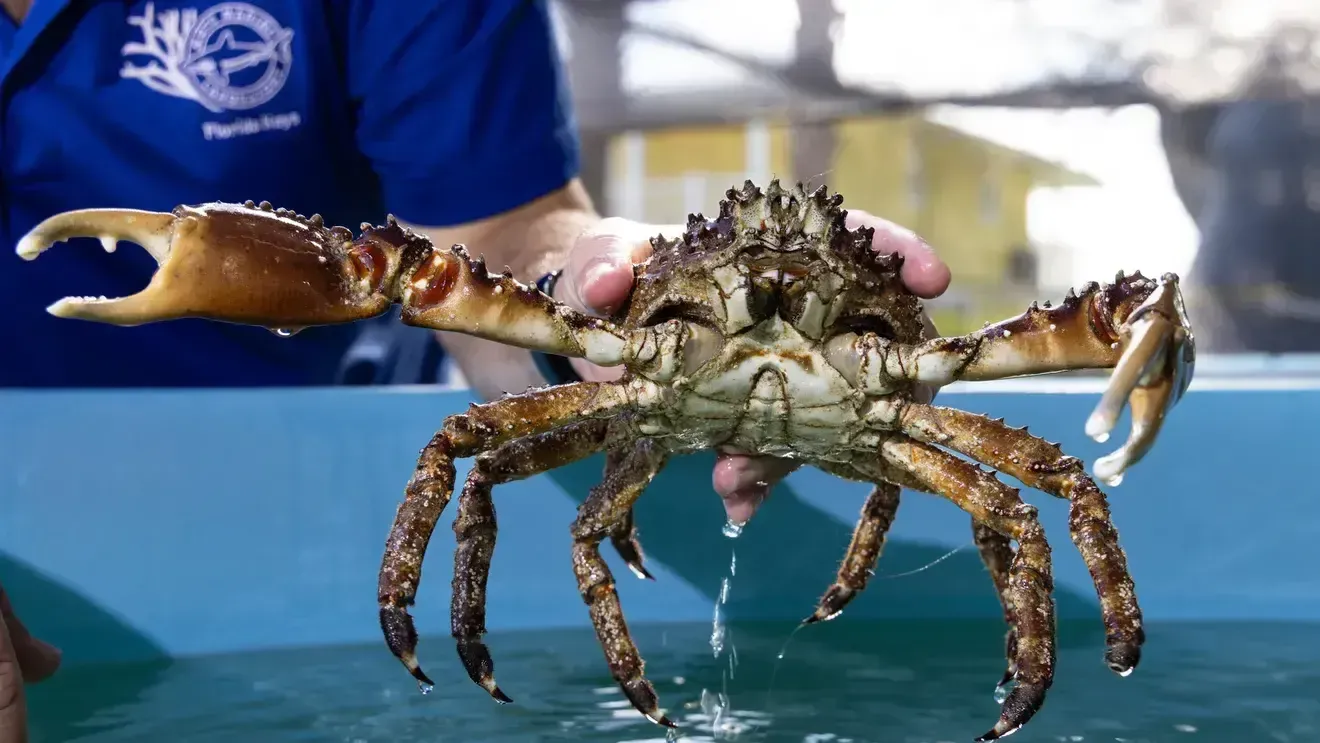 Jason Spadaro, a marine ecologist at the Mote Marine Laboratory and Aquarium, holds a large Caribbean king crab. Image by Jennifer Adler. United States, 2023.