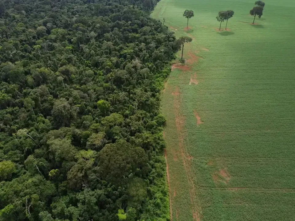 Vista aérea del encuentro de la Selva Amazónica con cultivos de maíz y soya, en el límite de la Tierra Indígena Erikpatsa, donde vive el Pueblo Rikbaktsa. Foto por Fernando Frazão/Agência Brasil.