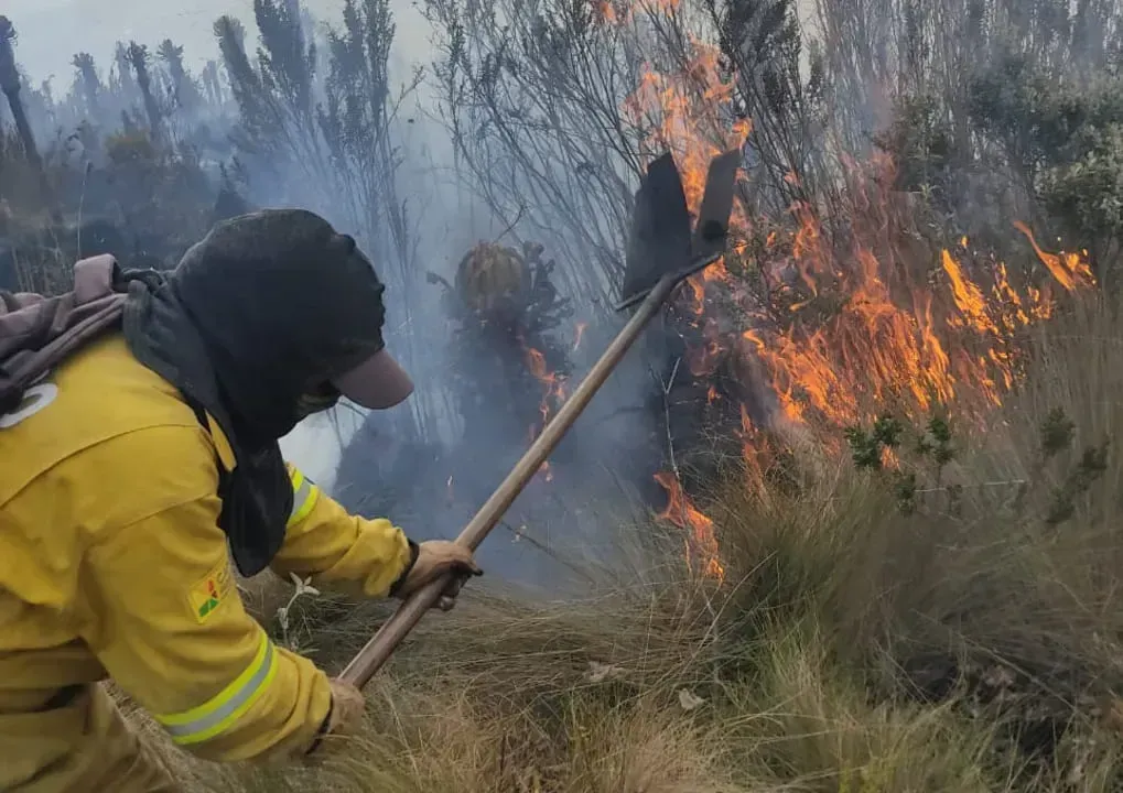 Según un estudio de la Universidad San Francisco de Quito, cuando el páramo se quema, no solo deja de fijar, sino que libera hasta un 80% más de carbono hacia la atmósfera. Foto cortesía Hernando Paspuezán. Ecuador.
