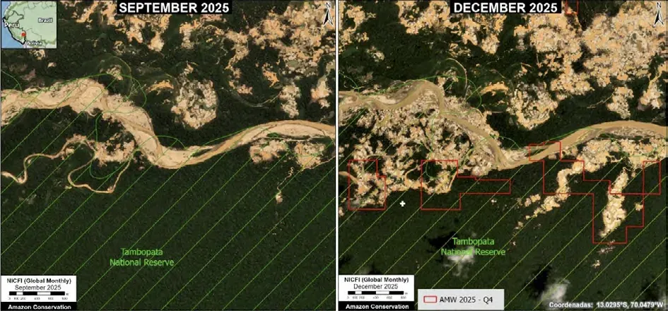 The high resolution Planet Scope Images (3 m), shows the before (left) and after (right) of the great expansion of mining into the interior of the Tambopata National Reserve. Image by Amazon Conservation, © 2025 Planet Labs.