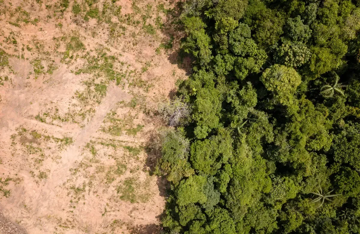 Aerial drone view of deforestation of a tropical rain forest to make way for palm oil and construction. Image by Shutterstock.