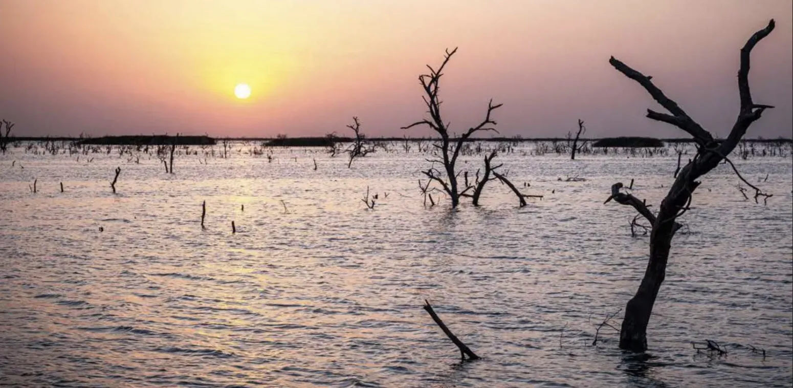 Trees in floodwaters