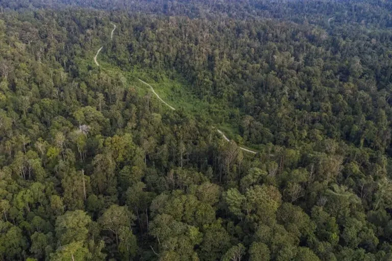 Hutan di Pulau Sipora, Kabupaten Kepulauan Mentawai, Sumatera Bara yang masuk wilayah konsesi perusahaan.