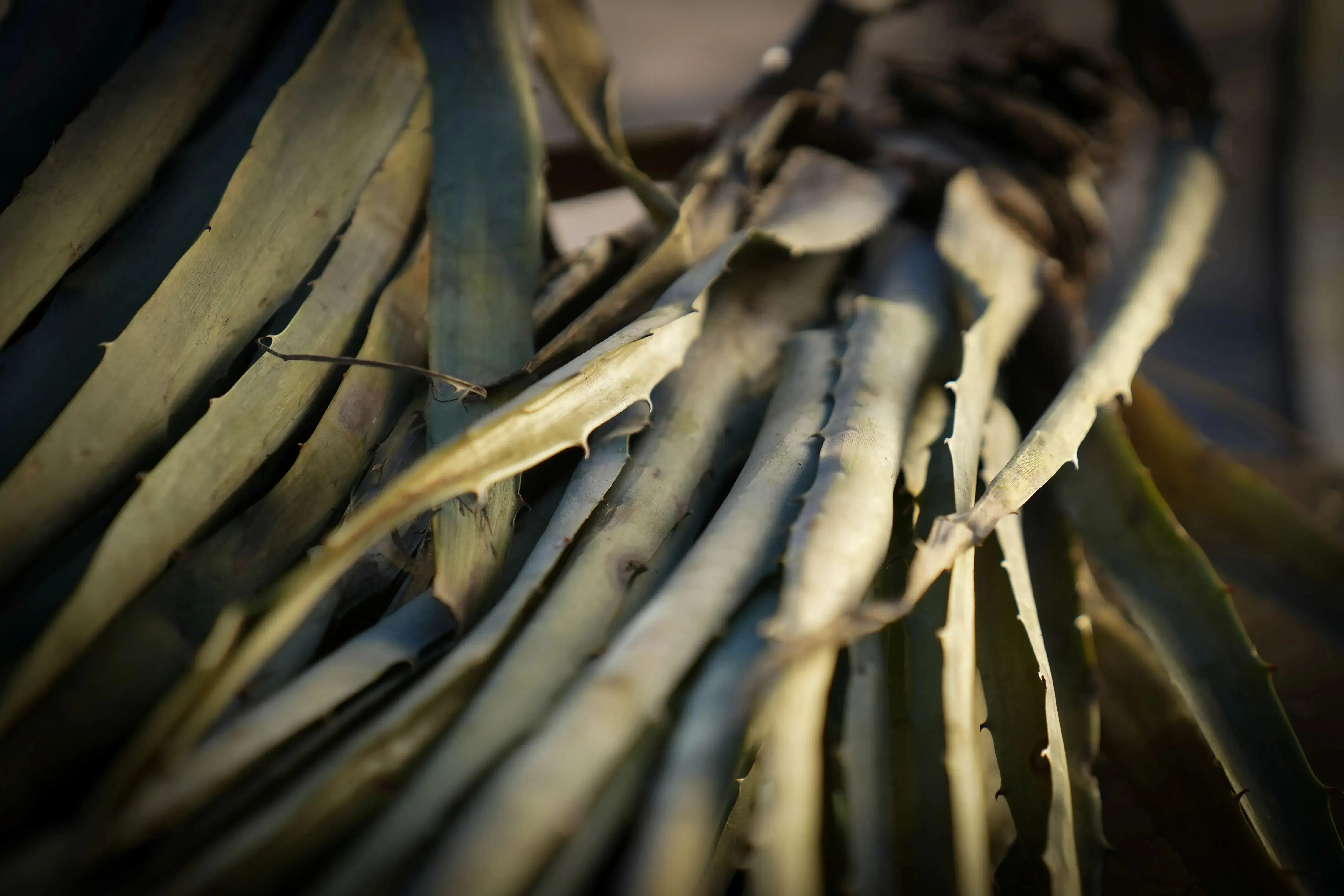 The prized chaguar of Tartagal: it must be replanted on the lands of the Wichí families to alleviate its scarcity. Indigenous communities, through their practices involving the chaguar, have also contributed to its scarcity. Image by Matías Arbotto. Argentina.