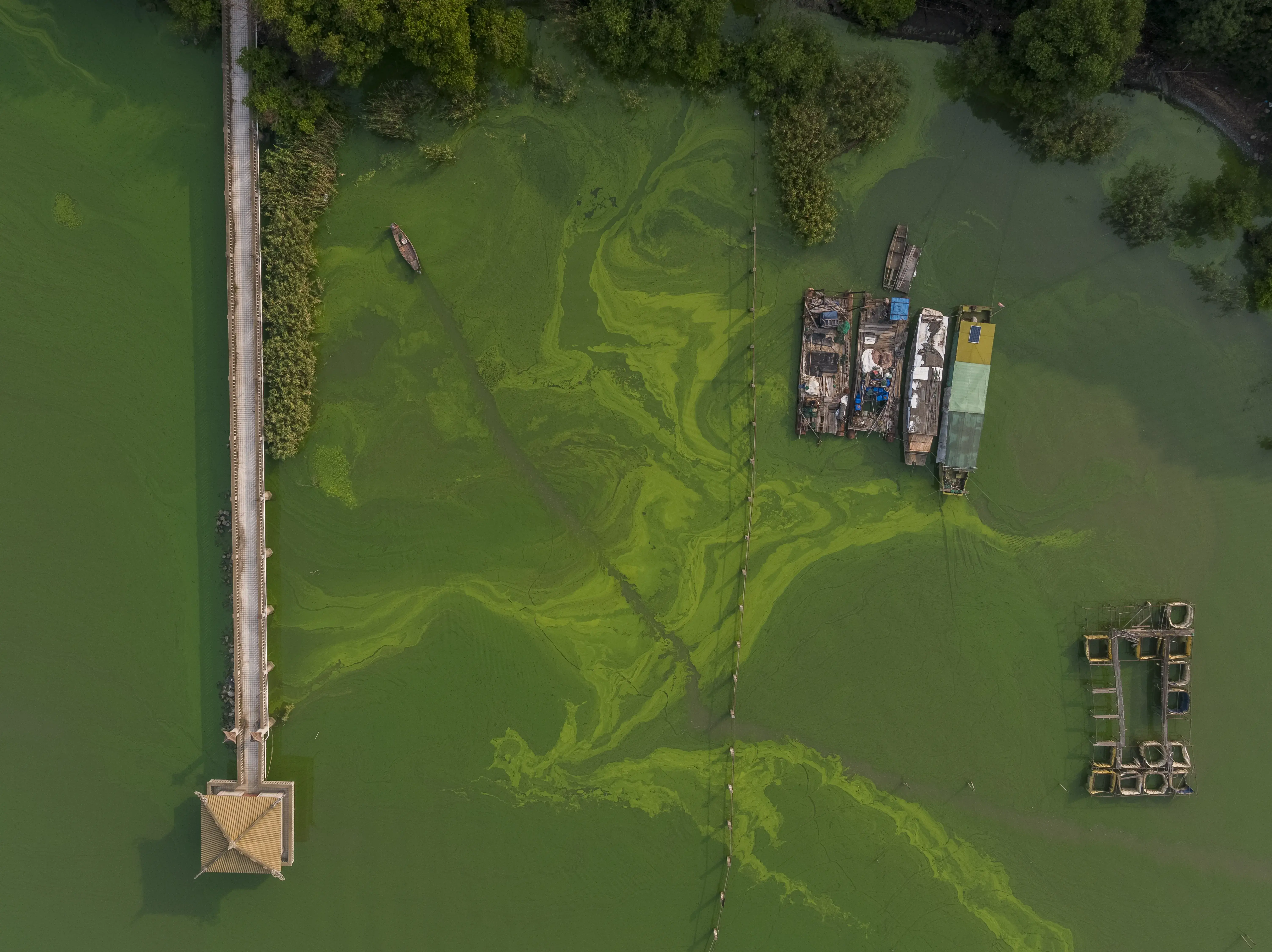 Thirty years ago, the waters of Lake Tai, China’s third-largest lake, were clear of algae. But the lake is surrounded by several high-density cities, including Shanghai, Suzhou and Changzhou, metropolitan areas that have grown rapidly in the past few decades. Rampant sewer dumping and livestock drainage, combined with shifting agricultural practices, allowed the algae blooms to flourish, and now human mismanagement and global warming have entrenched them. ‘‘They love warm, stagnant, nutrient-rich conditions,’’ said Hans Paerl, a professor of marine and environmental sciences at the University of North Carolina, Chapel Hill. Over the past decade, the blooms have significantly expanded, and their season has grown longer. In 2007, the ‘‘pea soup’’ conditions of the lake were so bad, Paerl said, that the cities surrounding the basin ‘‘had green slime coming out of their faucets, and the central government had to bring in drinking water.’’ At least two million people were without fresh water. Image by George… Media file: 2_china_02_copy.jpg