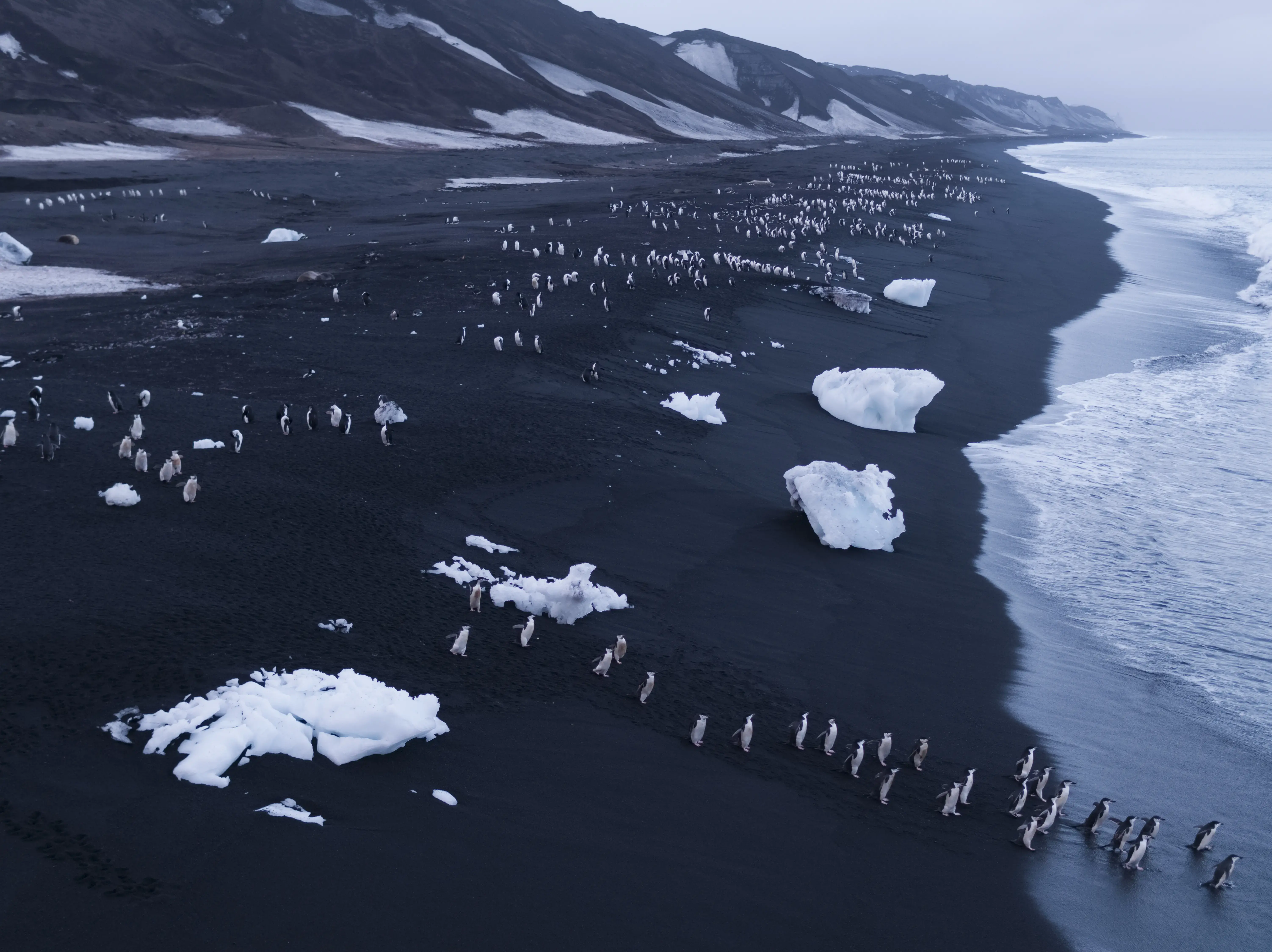 The Antarctic Peninsula, where about three million pairs of penguins breed, is one of the most quickly warming areas on the planet; its average temperature has increased by five degrees Fahrenheit over the past 75 years. Many scientists believe that this warming will endanger some penguin colonies in two ways: dwindling food and loss of nesting habitats. On the rocky shores of Deception Island, where the penguins breed, they need cold, dry land for their eggs to survive, but rising temperatures have introduced rain and pools of water to nesting sites. And because of the rapid loss of sea ice, krill — the tiny crustaceans that serve as penguins’ main source of food — can’t sustain the large colonies they need to thrive. The penguin population of Baily Head, in the northern part of Antarctica, seems to have dropped from 85,000 breeding pairs in 2003 to 52,000 seven years later, a decline of almost 40 percent. Scientists fear that as warm water shifts farther south along other coastal regions, larger… Media file: 4_antarctica_01_copy.jpg
