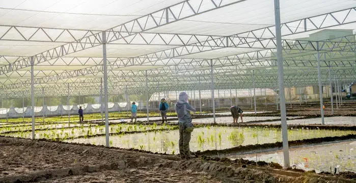 Gao Caixia’s team grows CRISPR-modified rice strains in experimental paddies near its lab. Image by Stefen Chow. China, 2019. Gao Caixia’s team grows CRISPR-modified rice strains in experimental paddies near its lab. Image by Stefen Chow. China, 2019.