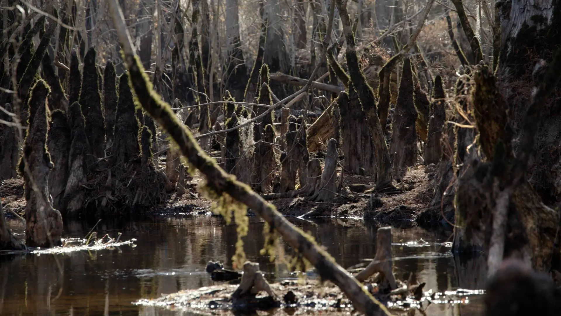 Cypress trees in a marsh